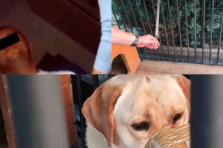 Śląsk: Zawiązali pysk labradora taśmą, bo za głośno szczekał. Zwierzę nawet nie mogło napić się wody [ZDJĘCIA]