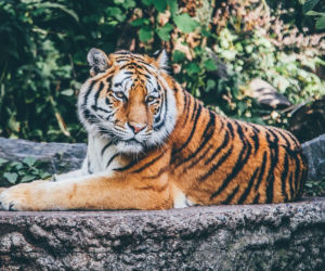 Zoo