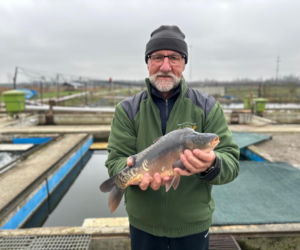 Karp z Rytwian na wigilijnym stole. Sprawdź ceny i dostępność ryb w Świętokrzyskiem