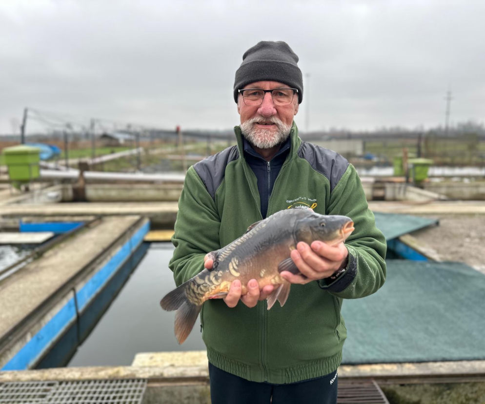 Karp z Rytwian na wigilijnym stole. Sprawdź ceny i dostępność ryb w Świętokrzyskiem