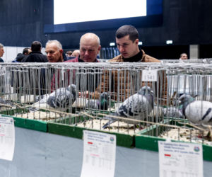 Katowice stolicą gołębiarstwa. Za nami 17. edycja EXPOGołębie. To największa tego typu impreza w Europie