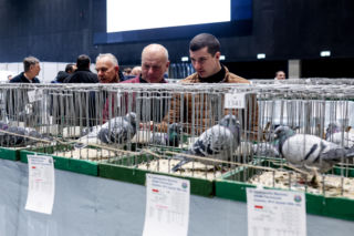 Katowice stolicą gołębiarstwa. Za nami 17. edycja EXPOGołębie. To największa tego typu impreza w Europie