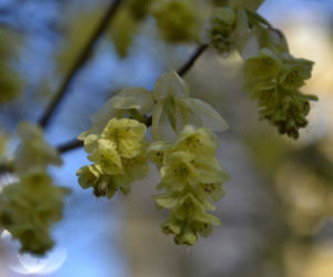 Leszczynowiec,Corylopsis willmottiae