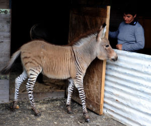 Zebroid