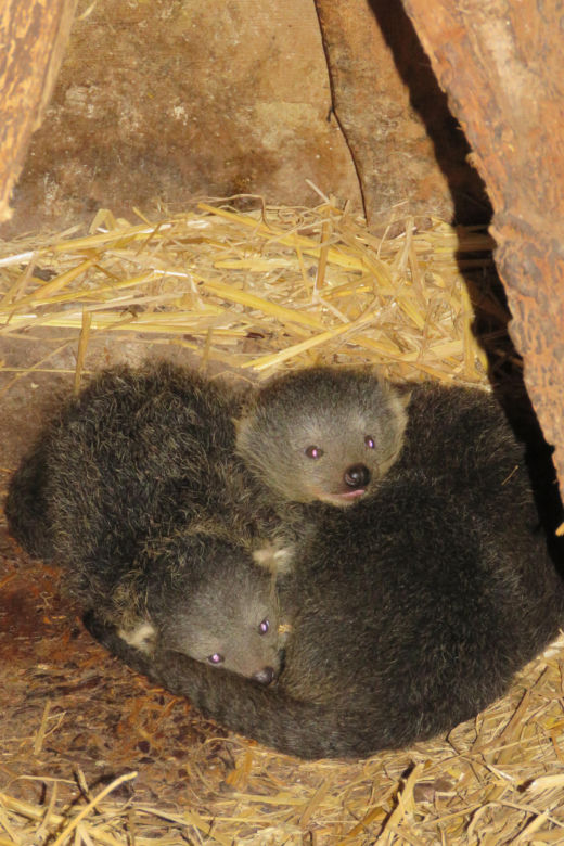 Nowe zwierzęta w zamojskim zoo: binturongi