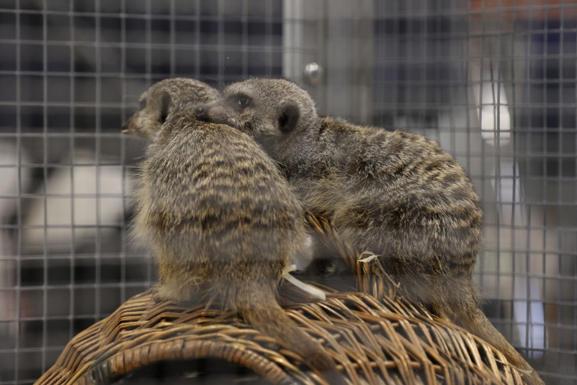 ZooPark 2023 w Lublinie przyciągnął tłumy!