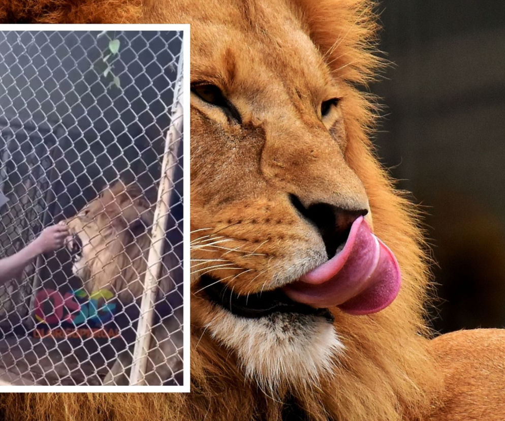 Koszmar w zoo. Pracownik popisywał się przed turystami. Lew odgrył mu palec [WIDEO 18+]