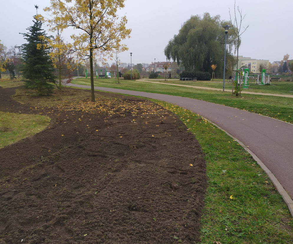 Łąki kwietne Szczecin