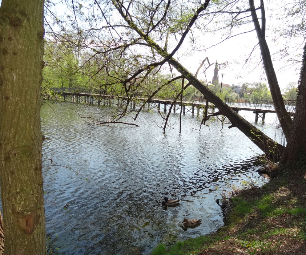 Lubniewice kaczki