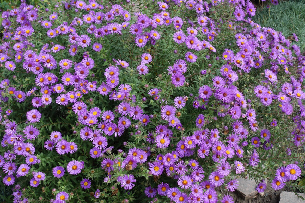 Aster alpejski