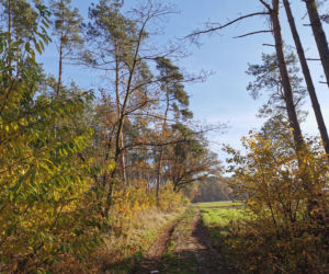 Słoneczny listopadowy poranek w Ostrowie