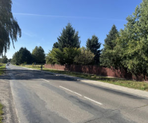 Zakochany łoś na ulicach Lublina. Nic nie robił sobie z samochodów
