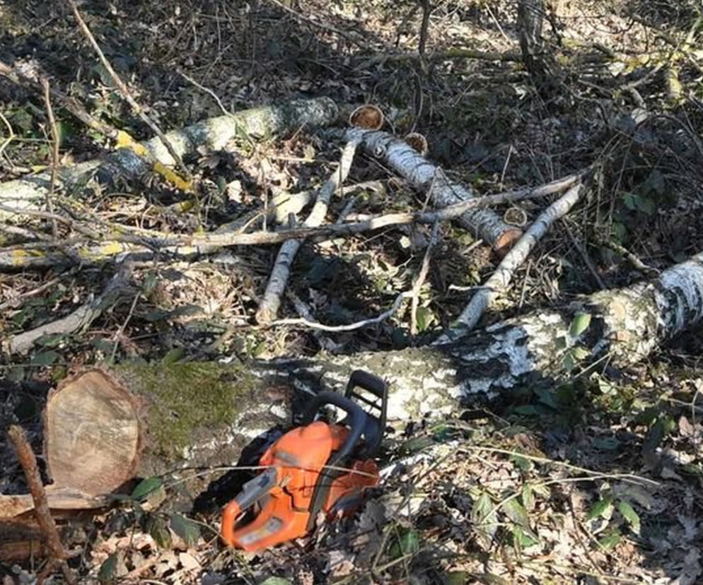Stara Wieś: Konar uderzył go w głowę. 79-latek nie żyje. Koszmar w lesie