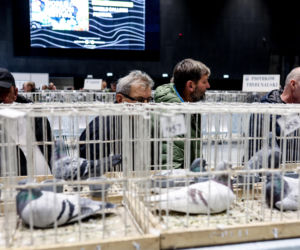 Katowice stolicą gołębiarstwa. Za nami 17. edycja EXPOGołębie. To największa tego typu impreza w Europie