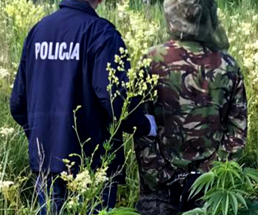 Plantacja marihuany w gminie Wasilków
