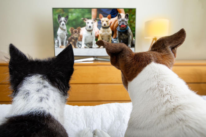 Czy pies może oglądać telewizję? Odpowiedź znanej weterynarki zaskoczy właścicieli czworonogów