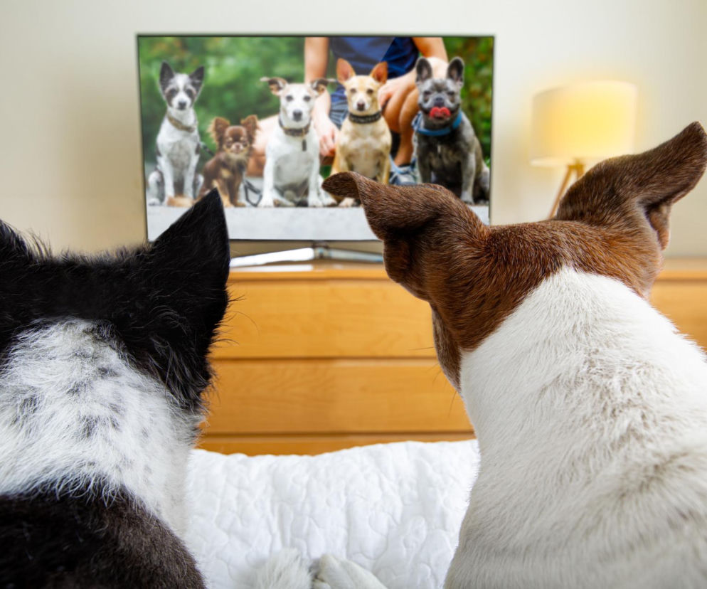 Czy pies może oglądać telewizję? 