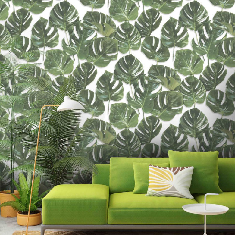 Monstera we wnętrzach