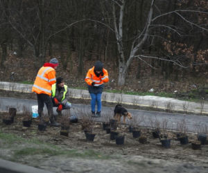 Rozbudowa ul. Grunwaldzkiej. Będą nowe drzewa i krzewy