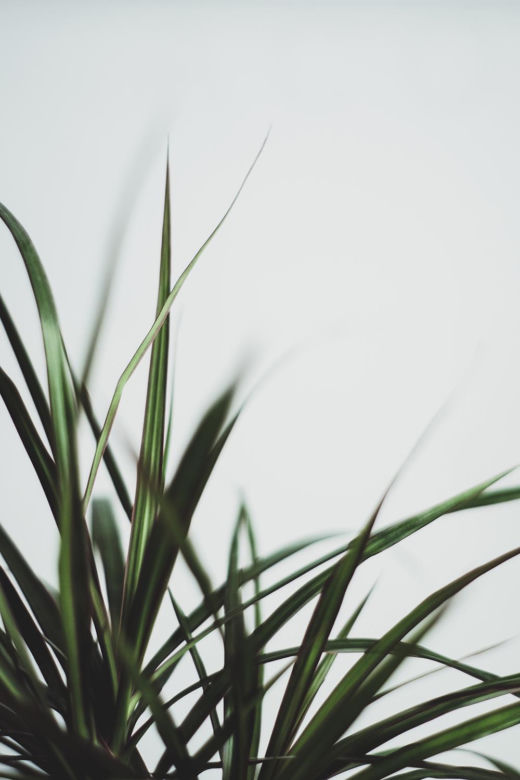 Dracena obrzeżona, Dracena marginata