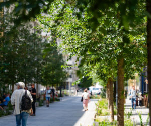 „Ale się wyciągnęła!”. Sprawdzamy, jak wygląda zasadzona w zeszłym roku miejska zieleń - ZDM Warszawa