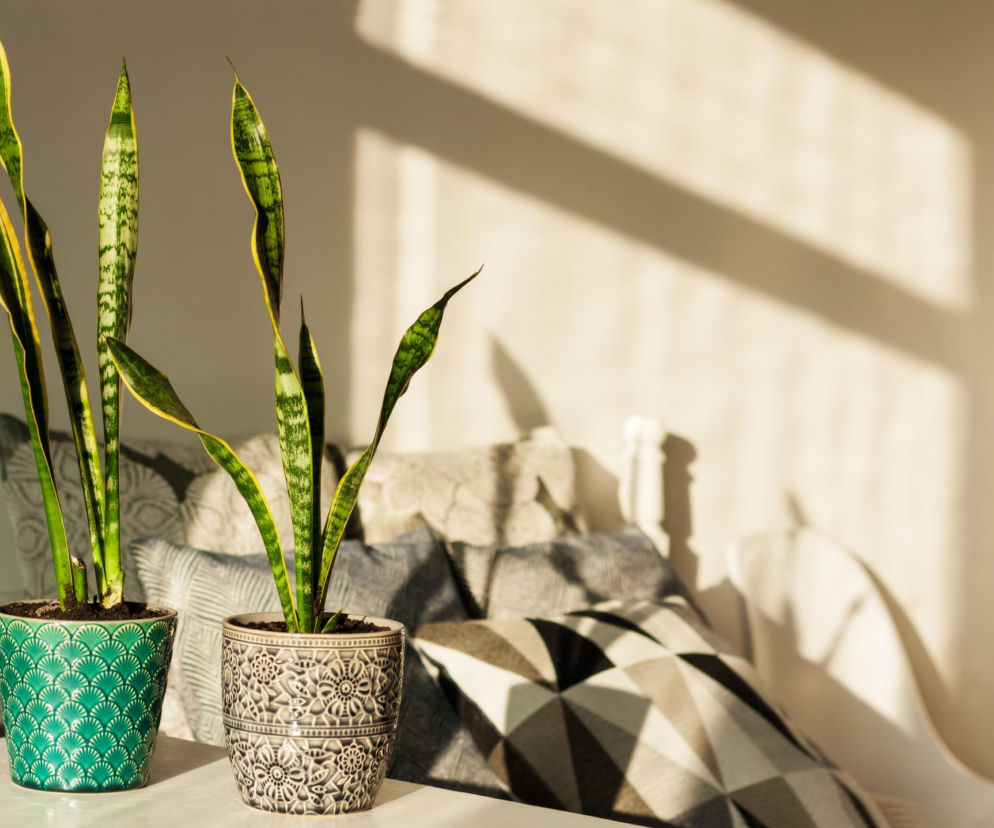 Najlepsze rośliny do sypialni na lepszy sen