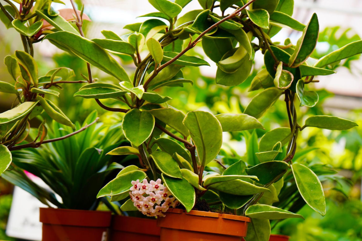 Hoya