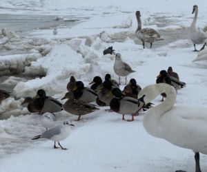 Bałtyk zimową porą, uchwycony w kadrach
