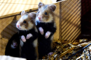 Dorastają w poznańskim Zoo i trafiają na wolność. Poznaj los chomików europejskich