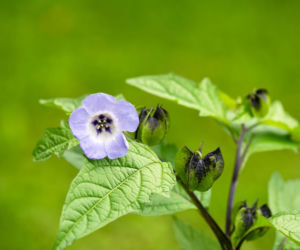 Nikandra peruwiańska