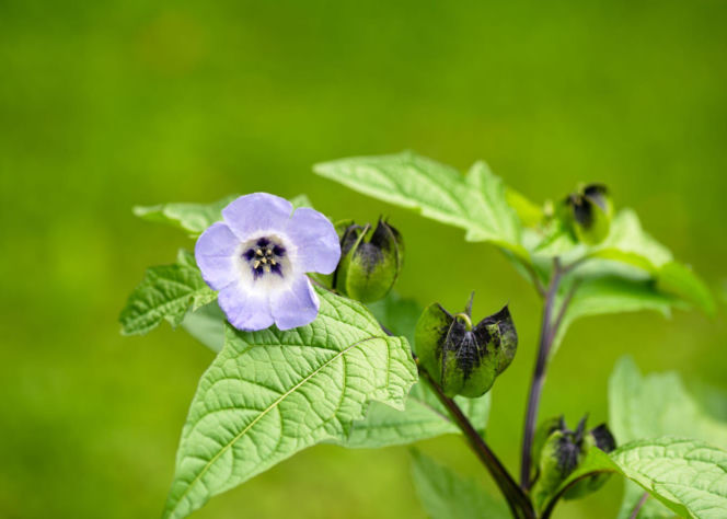 Nikandra peruwiańska