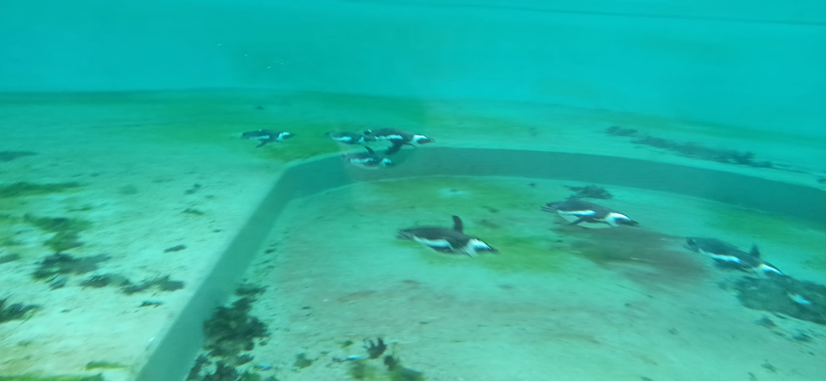 Pingwiny wróciły do łódzkiego zoo