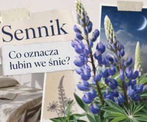 Łubin we śnie: znaczenie snu i możliwe interpretacje