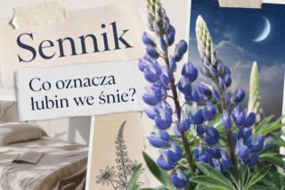 Łubin we śnie: znaczenie snu i możliwe interpretacje