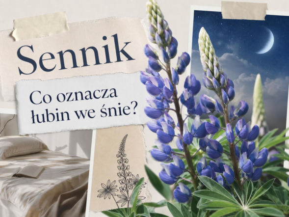 Łubin we śnie: znaczenie snu i możliwe interpretacje