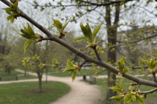 Pogoda na weekend w Olsztynie 17-19 kwietnia. Nadchodzi wyraźne ocieplenie