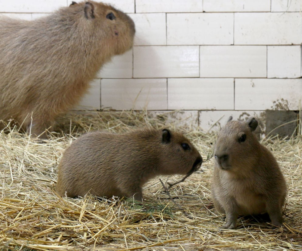 Nowe narodziny w gdańskim zoo