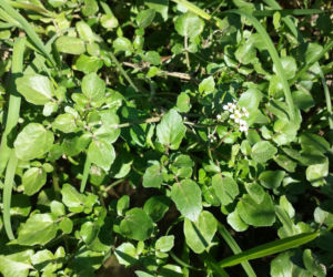 Nie awokado ani jarmuż. Naukowcy wskazali najzdrowsze warzywo no świecie. Polacy wciąż rzadko po nie sięgają