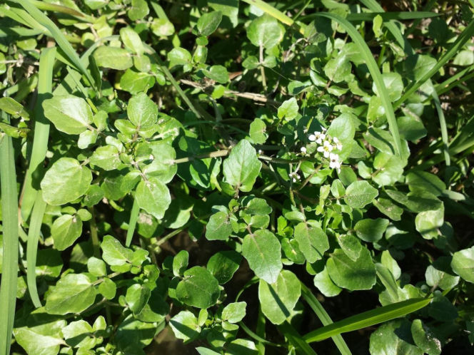 Nie awokado ani jarmuż. Naukowcy wskazali najzdrowsze warzywo no świecie. Polacy wciąż rzadko po nie sięgają