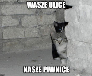 Światowy Dzień Kota 2022. Zobacz najśmieszniejsze obrazki i MEMY z kotami! 