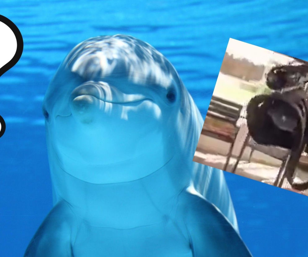 Delfin szpieg?