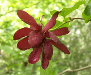 Ten krzew pachnie jak domowa szarlotka. Posadź już teraz, a nornice znikną z twojego ogrodu