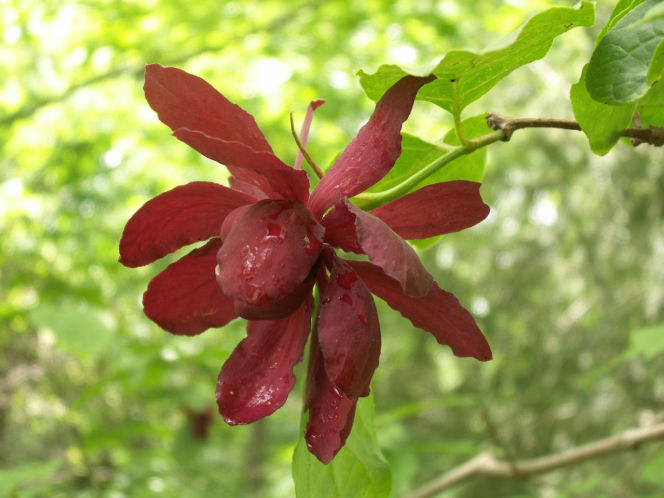 Ten krzew pachnie jak domowa szarlotka. Posadź już teraz, a nornice znikną z twojego ogrodu