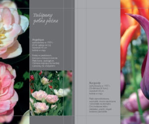 Tulipany