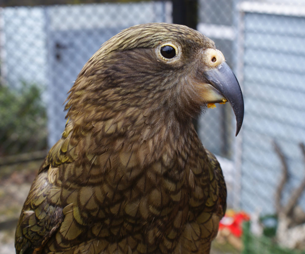 Kea nestor