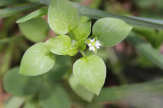 Dla wielu jest uciążliwym chwastem. Zamiast wyrywać, włącz do swojej diety!