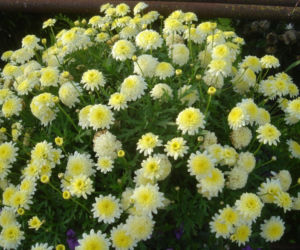 Argyranthemum