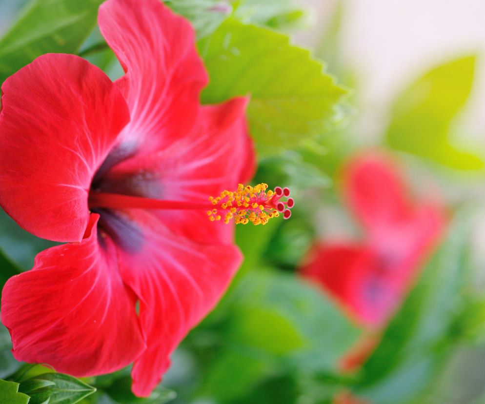 Kwiat hibiskusa 