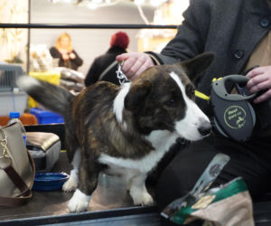 Międzynarodowa Wystawa Psów Rasowych Duo Cacib Kielce 2025