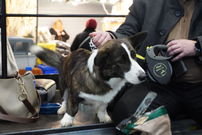 Międzynarodowa Wystawa Psów Rasowych Duo Cacib Kielce 2025